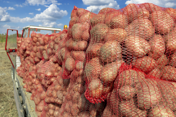Pommes de terre