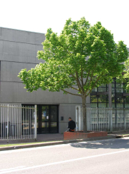 Gymnase