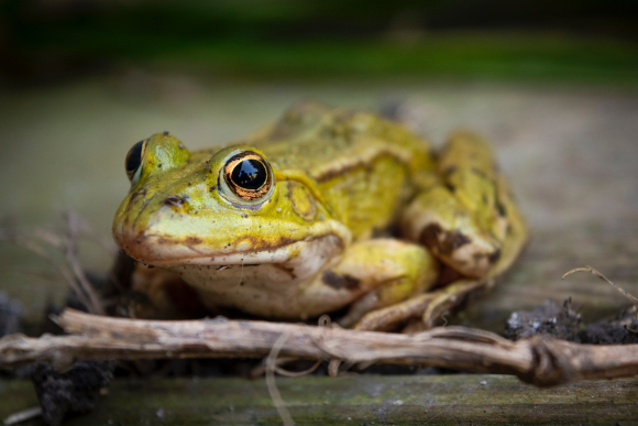 grenouille