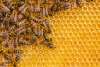 apiculture