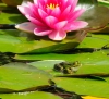 amphibiens