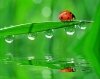 découverte des insectes