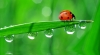 découverte des insectes