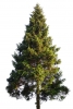 sapin