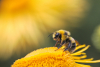 abeille